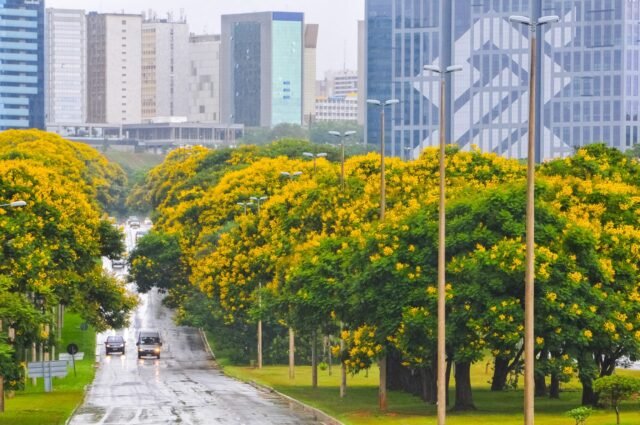 1o.4.-MATERIA-ARVORES.-Cambui.-Fotos-Arquivo-Agencia-Brasilia-2-2048x1360-1-1920x1275