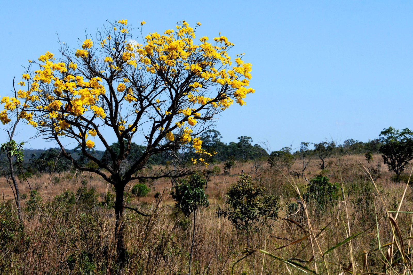 Projeto voltado para recuperação do Cerrado e educação ambiental é lançado no Jardim Botânico