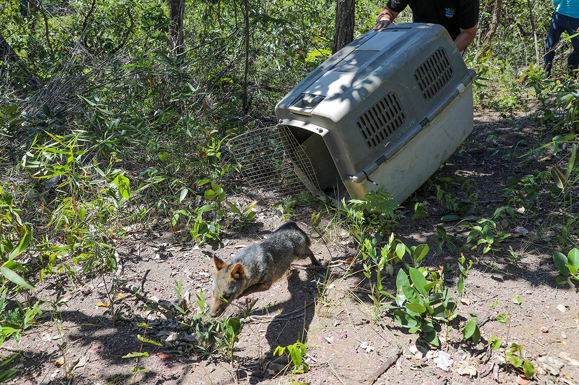 Fêmea de cachorro-do-mato recuperada no DF é devolvida à natureza nesta sexta-feira (28)