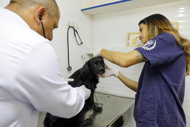 10/03/2025 - Hvep Móvel desembarca na Estrutural para exames e atendimentos gratuitos a cães e gatos