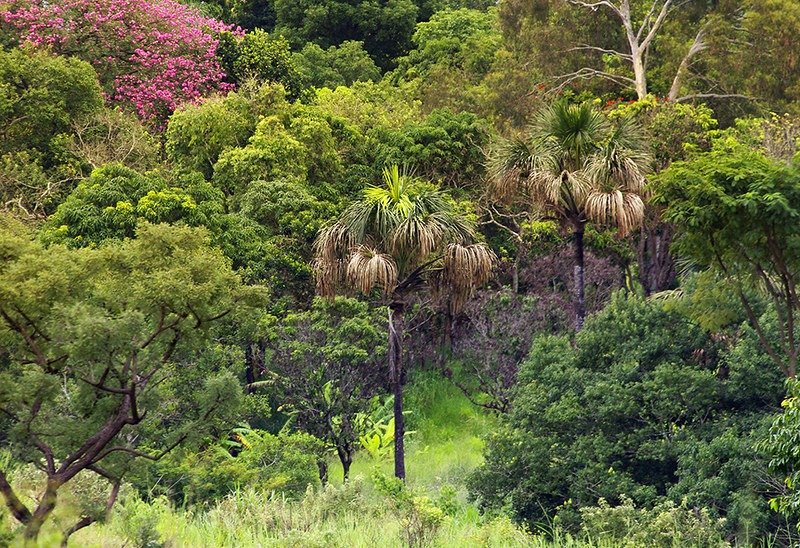 Brasília Ambiental promove consulta pública sobre a criação do Parque Pirá-Brasília