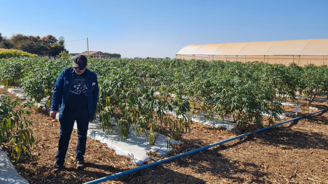 Com o uso de tecnologias, novas variedades de mandioca podem chegar a produzir 64 t por hectare